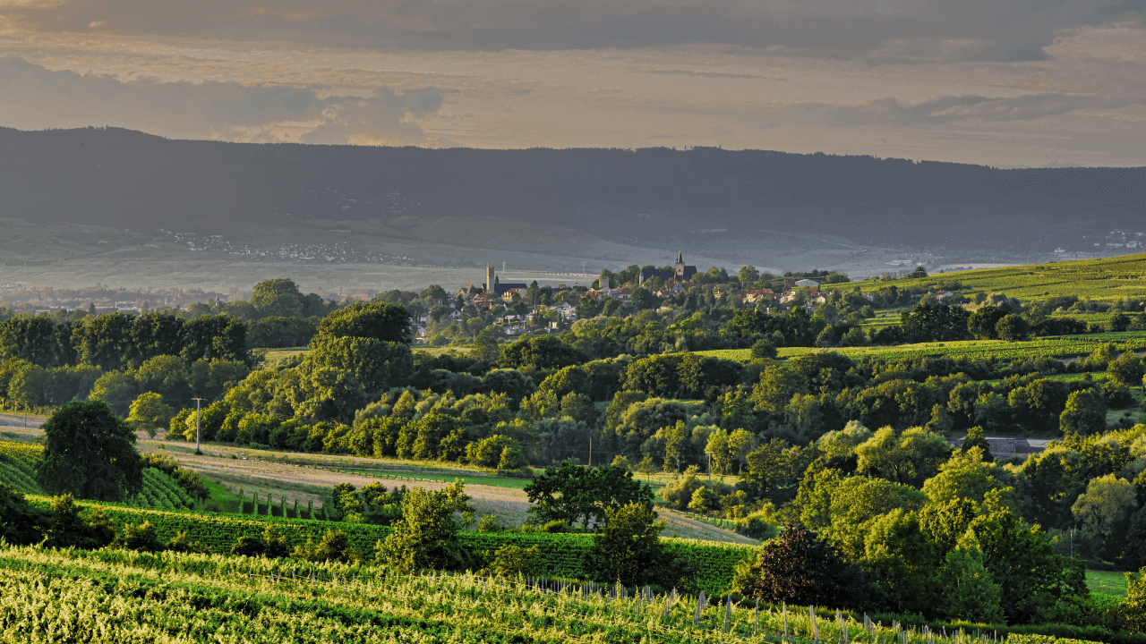 Vinyards around Ingelheim am Rhein