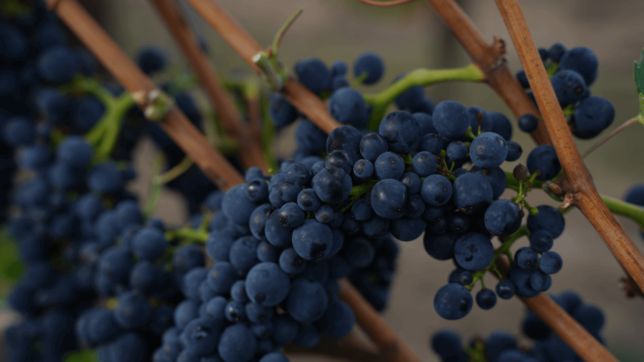 Pinot Noir grape at the vine
