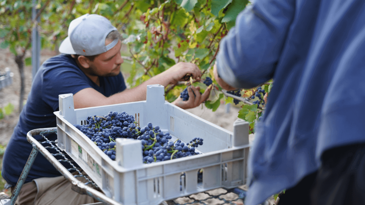 Traubenlese im Weinberg